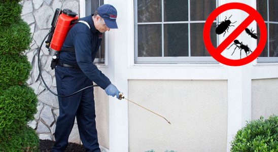 Suluova Tahtakurusu İlaçlama böcek ilaçlama ve haşere kontrolü — ilaclama-tr.com
